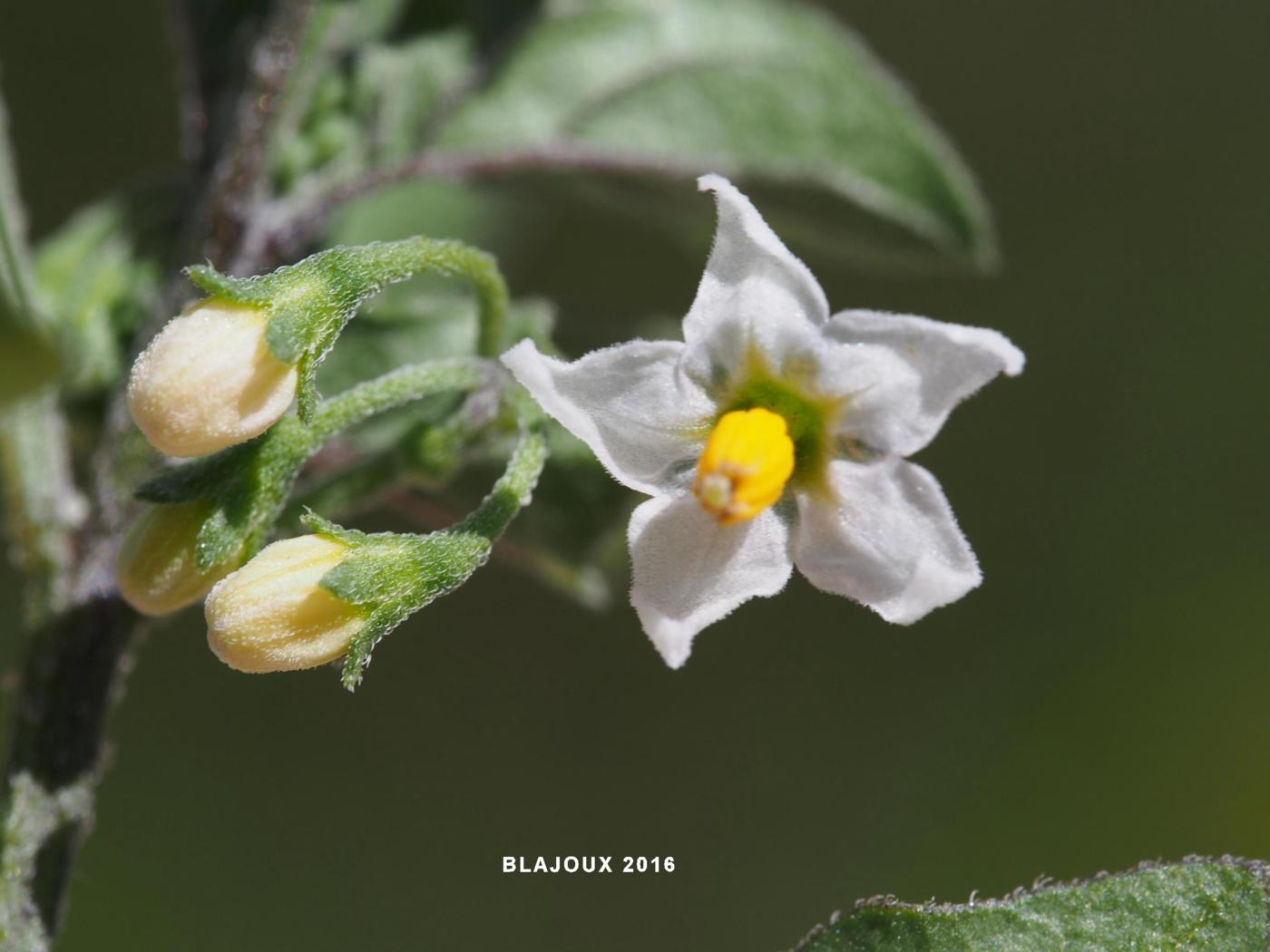 Nightshade, Yellow flower